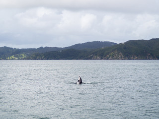 Obraz premium Jumping Breaching Wild Bottle Nose Dolphin Swimming near Russell, Bay of Islands, New Zealand