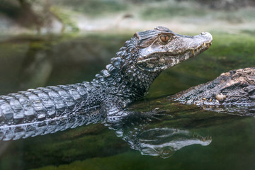 Reflection of The spectacled caiman - Caiman crocodilus in water.
