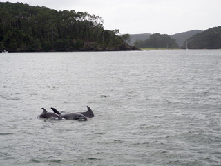 Obraz premium Pod of Wild Bottle Nose Dolphins Swimming near Russell, Bay of Islands, New Zealand