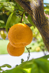 zwei orange Orangen an einem Orangenbaum Zitrusbaum