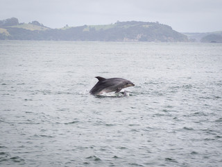 Jumping Breaching Wild Bottle Nose Dolphin Swimming near Russell, Bay of Islands, New Zealand