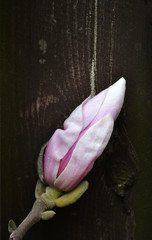 bud of pink magnolia on a dark brown wooden background