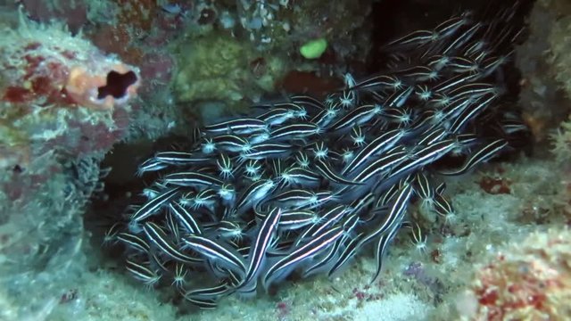 School of catfish on sea bottom of Bali