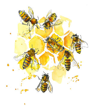 Bees and honeycombs. Watercolor hand drawing illustration