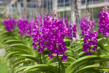 orchids of thailand