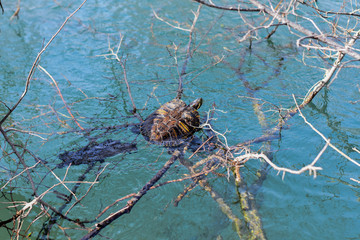 Little River turtle crawls on overgrown mud log. Wild untouched nature, animal in its natural habitat
