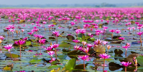 Cercles muraux fleur de lotus Ban Bua Daeng, Udon Thani