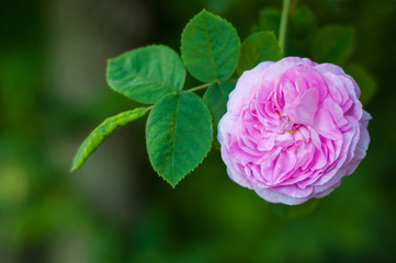 Pink roses with buds on a background of a green bush in the garden. Beautiful pink flowers in the summer garden.