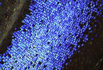 Trogonoptera brookiana - Rajah Brooke Birdwings- tropical buttelfly - detail under stereomicroscope