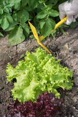 Lettuce salad cultivation in hobby garden.