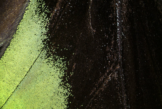 Trogonoptera brookiana - Rajah Brooke Birdwings- tropical buttelfly - detail under stereomicroscope