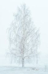 Blizzard at farm in countryside. Fields covered in fog,  snow covered trees.