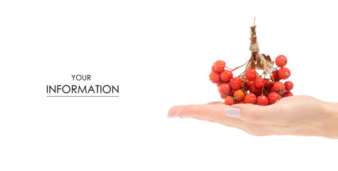 A bunch of red berries of a viburnum mountain ash in hand pattern