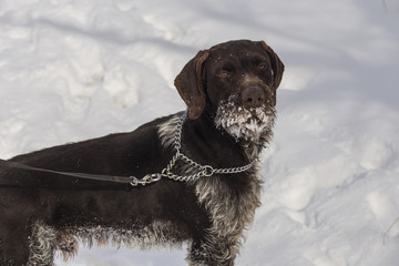 German Wirehaired Pointer. Deutsch Drahthaar. A dog is playing in the snow.