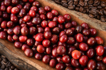 Coffee beans and fresh berries beans on wooden background