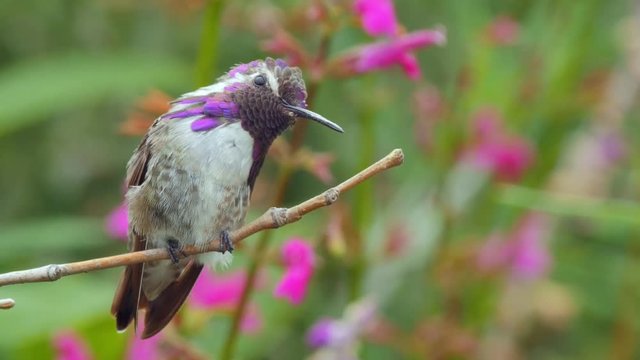 An adult male Costa's Hummingbird perched looking around.