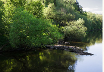 Fototapeta na wymiar River Desna in the forest