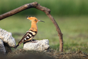 The Eurasian hoopoe (Upupa epops) sitting on the stone nest with green background. Hoopoe with erect crest.