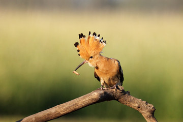 The Eurasian hoopoe (Upupa epops) sitting on the stone nest with green background. Hoopoe with erect crest.