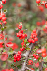 Bush of cotoneaster with berries