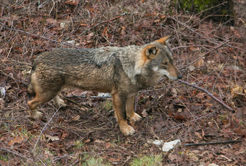 Profilo di un lupo selvatico nel bosco