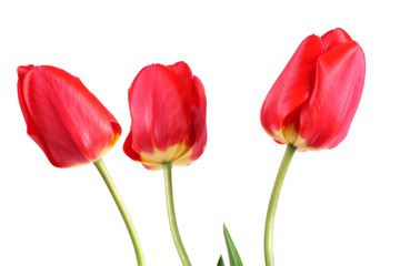 red tulip flower isolated on white background