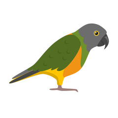 Senegal parrot icon in flat style
