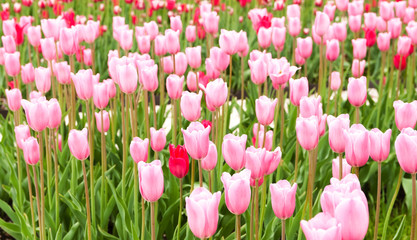 beautiful pink tulips