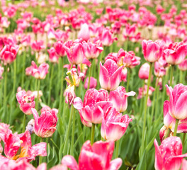 beautiful pink tulips