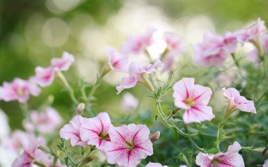 Pink flower field landscape closeup in garden park blur background