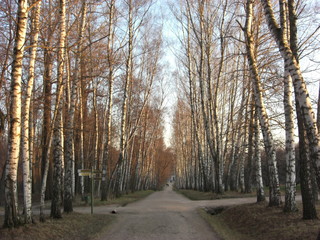 Obraz premium Ясная поляна