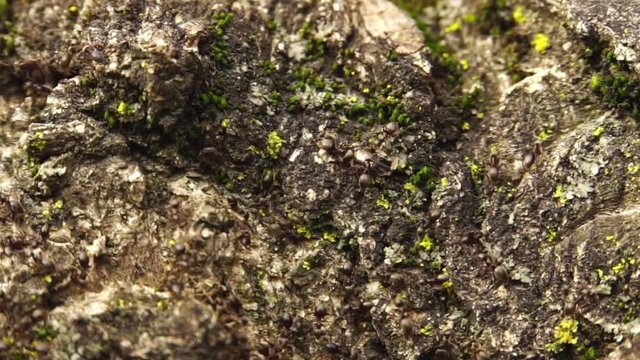 March ants Lasius alienus move in dense rows on the bark of a tree in the foothills of the Caucasus