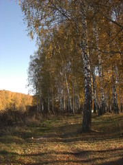 Fototapeta premium Ясная поляна