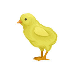  ute little yellow chick, poultry breeding vector Illustration on a white background