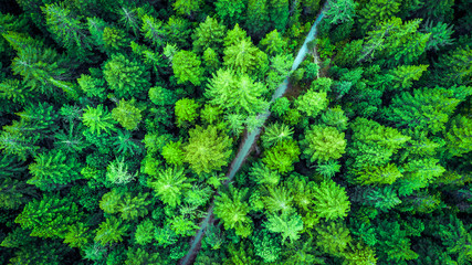 Aerial view on a road running through Redwood Forest. Whakarewarewa Forest, Rotorua, New Zealand.