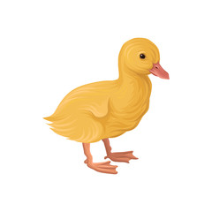  ute little yellow duckling, poultry breeding vector Illustration on a white background