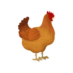 Brown hen, poultry breeding vector Illustration on a white background