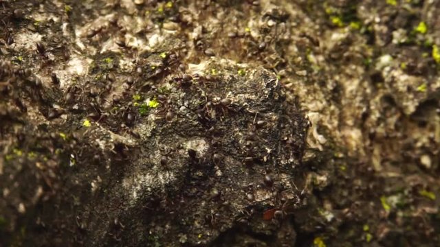 Close-up of spring field ants Lasius alienus on tree bark