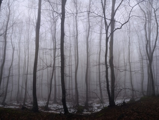 Winter forest with snow in the mist