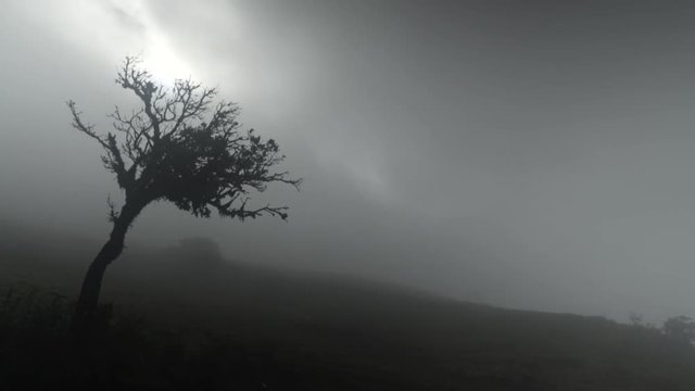A beautiful silhouette of a tree on windy and misty mountain.