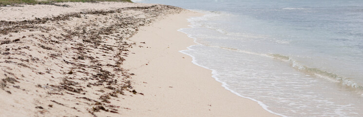 Brown sargassum seaweed washed up on Vero Beach, Florida