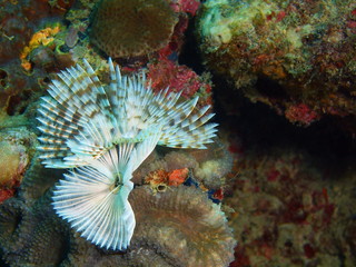 Tube worm
