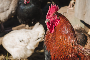 Head of the red-black cock closeup