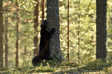 Wolverine in a forest starting to climb on a tree