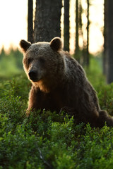 Brown bear sitting in a forest