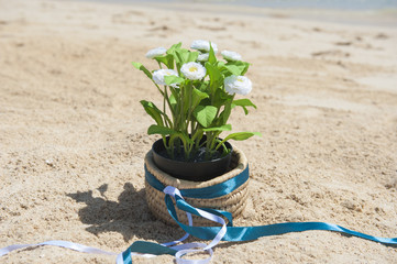 Daisy plant in pot with ribbon on a tropical beach