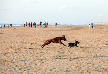  Red setter dog having fun on a beach at Katwijk aan Zee, Netherlands
