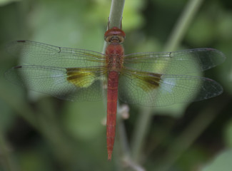 DRAGONFLY