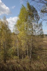 Fototapeta premium Ясная поляна