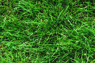 Close-up of uncultivated wild green lawn. View from above. Green juicy grass background for spring and summer